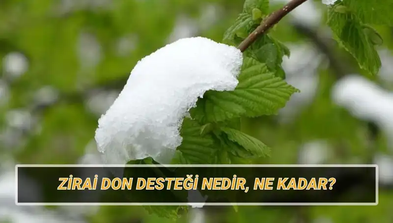 Zirai Don Desteği Açıklandı: Hangi İllere Ne Kadar Yapılacak?