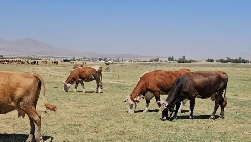 Arin Gölü Kurudu: Su Sıkıntısı Ülkeyi Endişelendiriyor