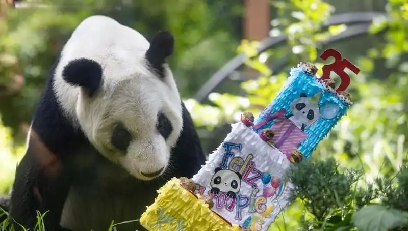 Dev Panda Xin Xin, 35. Yaşında Kutlama Töreniyle Gündemde