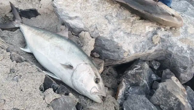 Oltayla 65 Kilo Balık Yakaladı, 18 Bin TL'ye Sattı!